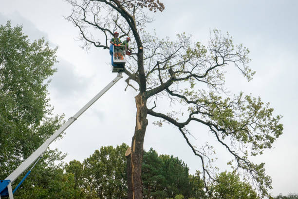 Best Leaf Removal  in Yukon, OK