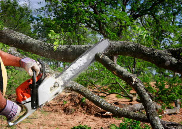 Best Tree Preservation Services  in Yukon, OK